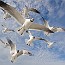 thumbs/IMG_8191.jpg